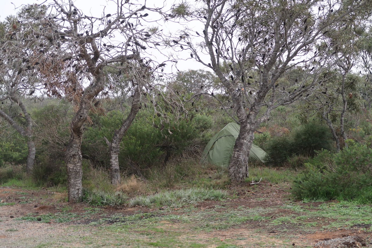 Tent sheltered by the bush