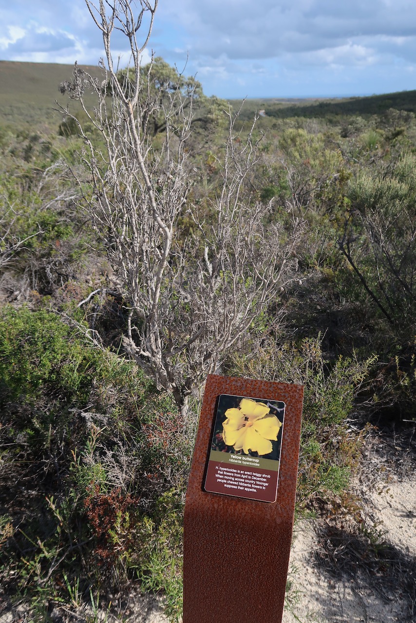 Dead plant with sign